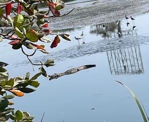 ¡COCODRILOS EN LOS PINOS! - AY NANITAS