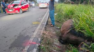 ¡TAXISTA IMPACTÓ A UN CABALLO EN LA CARRETERA TLALIXCOYAN–LA LAGUNA!
