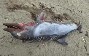 ¡ENCUENTRAN DELFÍN MUERTO EN LA COSTA DE NAUTLA!