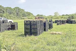 ¡ROBAN A LA MARINA 22 TONELADAS DE MANGO!