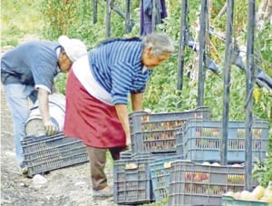 ¡JITOMATEROS, EN CRISIS!