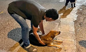 ¡CAFRE ATROPELLÓ A PERRITO!