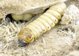 ¡DETECTAN EL PRIMER CASO DE GUSANO BARRENADOR EN EDOMEX!