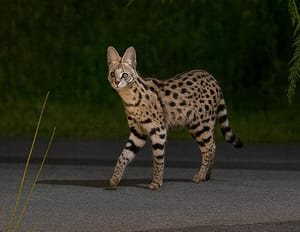 ¡‘CAZAN’ AL SERVAL DE LA RIVIERA!