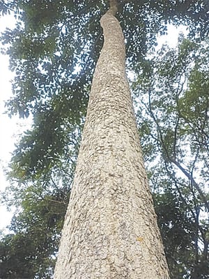 ¡PELIGRA EL PALO VOLADOR!