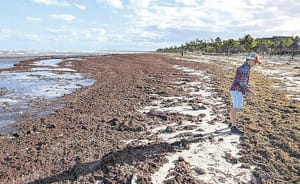 ¡PIDEN A GOBIERNO ATACAR SARGAZO DESDE EL ORIGEN!