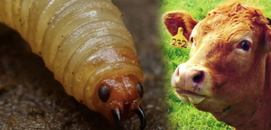 ¡MÁS CASOS DE GUSANO BARRENADOR! - *Reportan dos casos en Veracruz