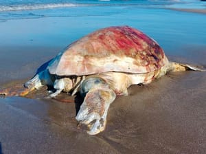 ¡LOCALIZAN TORTUGA SIN VIDA Y CON POSIBLE MANCHA DE HIDROCARBURO!
