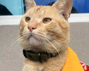 ¡APARECE FRITO, EL GATO VIRAL DE TIENDA!