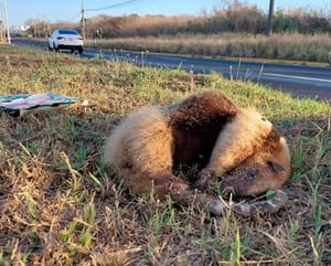 ¡ATROPELLAN OTRO OSO HORMIGUERO!