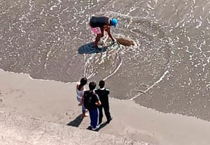 ¡APARECE OTRA TORTUGA MUERTA!