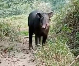 ¡CAPTURAN A TAPIR! - *Animal en peligro de extinción