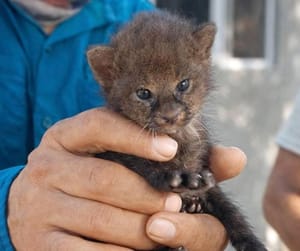 ¡RESCATAN AL FELINO MÁS PEQUEÑO!