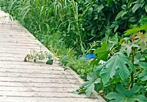 ¡"SIEMBRAN" HOMBRE EJECUTADO EN PAPANTLA!