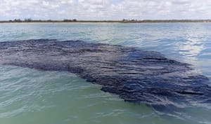 ¡LO ESTÁN OCULTANDO! - OCEANA VS. GOBIERNO