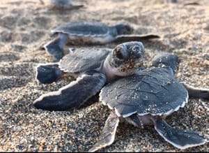 ¡‘MAREA NEGRA’ CONTAMINA A CAMPAMENTO TORTUGUERO! - SOS