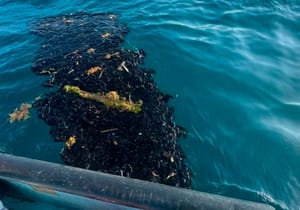 ¡YA ESTÁ EN ALVARADO! - SOS DE PESCADORES