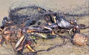 ¡LLEGA A PLAYAS DE CATEMACO! - LA MAREA NEGRA