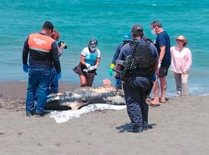 ¡APARECE OTRO DELFÍN! - *En playas de Riviera Veracruzana