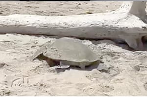 ¡LLEGAN TORTUGAS A PLAYAS DE TAMAULIPAS EN MEDIO DE DERRAME!