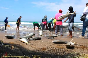 ¡PESCAN OCHO TONELADAS DE JUREL! - DE RÉCORD