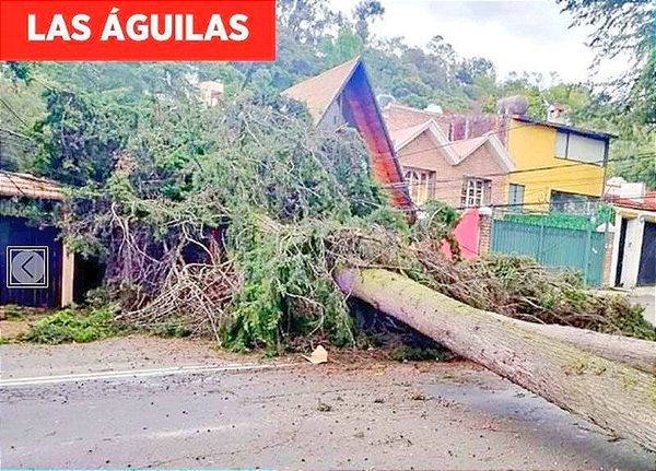 PEGA TORMENTA A CDMX Y TUMBA 168 ÁRBOLES!