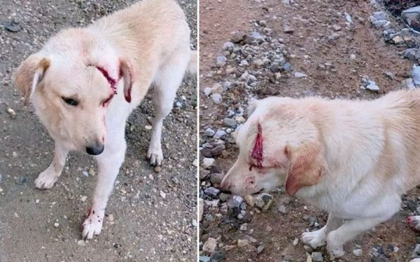 ATACAN CON MACHETE A PERRITO EN OAXACA