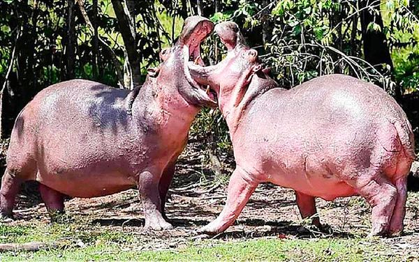 ¡ESTERILIZAN A HIPOPÓTAMOS DE PABLO ESCOBAR! -Temen se Conviertan en Plaga