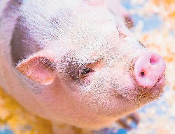 ¡HONG KONG SACRIFICARÁ A MÁS DE 900 CERDOS! POR PESTE PORCINA AFRICANA