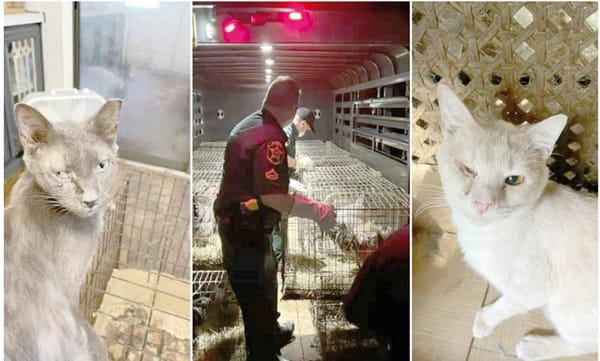 ¡Gatos, perros, gallinas, patos, perros y pavos reales; maestra vivía con más de 300 animales hacinados!