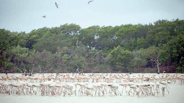¡DECLARA 2.3 MILLONES DE HECTÁREAS COMO ÁREA NATURAL PROTEGIDA!