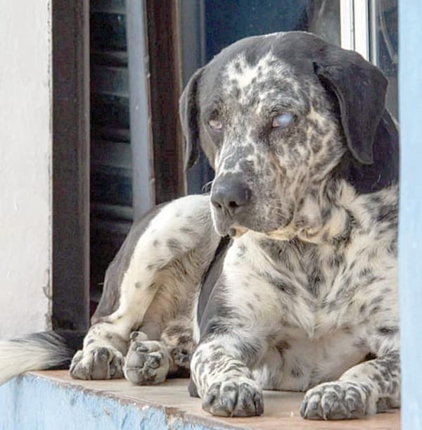 ¡ENTRA EN VIGOR REFORMA PARA ESTABLECER CLÍNICAS VETERINARIAS PÚBLICAS!