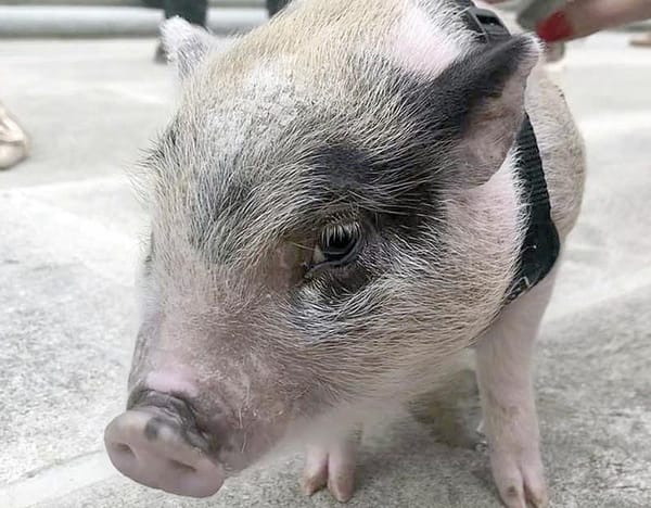 ¡ADOPTAN E INDULTAN EN CAPITOLIO DE LUISIANA A PEQUEÑO CERDO!