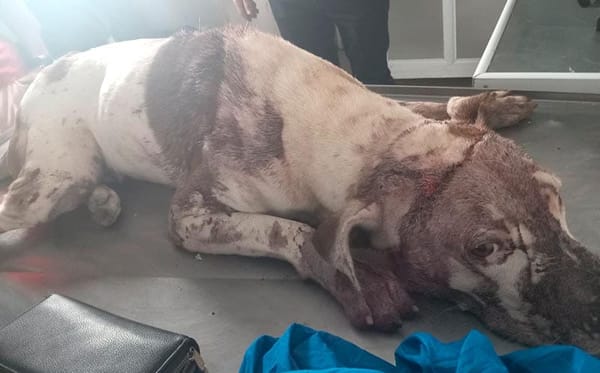 ¡VECINO ATACÓ A MACHETAZOS AL PERRITO “DACKS”!