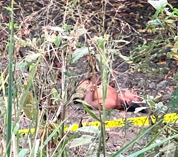 ¡ENCUENTRAN UN MUERTO A ORILLAS DE UNA PARCELA! - *EN ÁLAMO