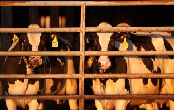 ¡DA POSITIVO TRABAJADOR LECHERO DE MICHIGAN A GRIPE AVIAR!