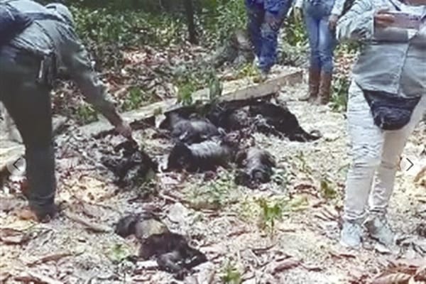 ¡ALERTAN MUERTE DE MONOS POR CALOR E INCENDIOS!