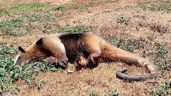 ¡MUERE OSO HORMIGUERO FRENTE A PUNTA TIBURÓN!
