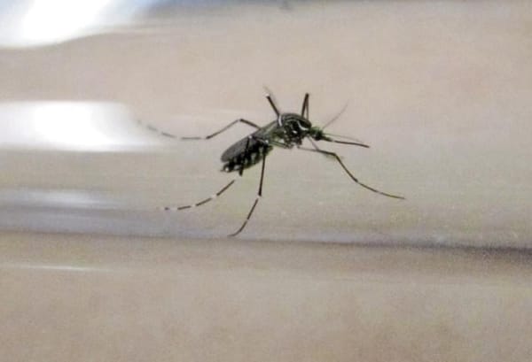 ¡EU ALERTA DE AMENAZA DE DENGUE EN EL PAÍS TRAS DISPARARSE LOS CASOS EN EL MUNDO!