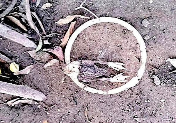 ¡ATACAN ABEJAS AFRICANAS!