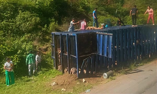 ¡RAPIÑA DE CERDOS POR VOLCADURA EN ACULTZINGO! - *EN MENOS DE UNA HORA