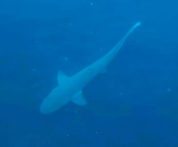 ¡GRABAN CHIQUI-TIBURÓN!