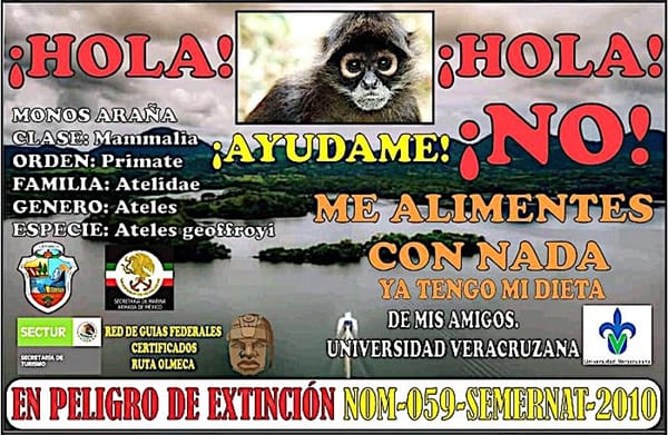 ¡PROHÍBEN ALIMENTAR A LOS MONOS ARAÑA!