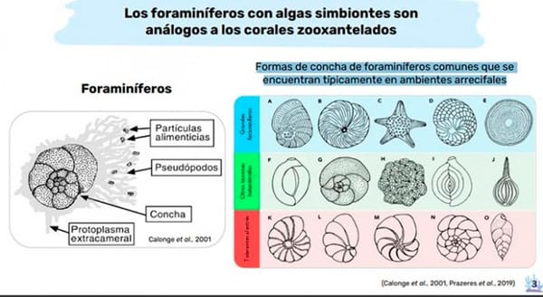 ¡ARRECIFE BLANQUILLA!