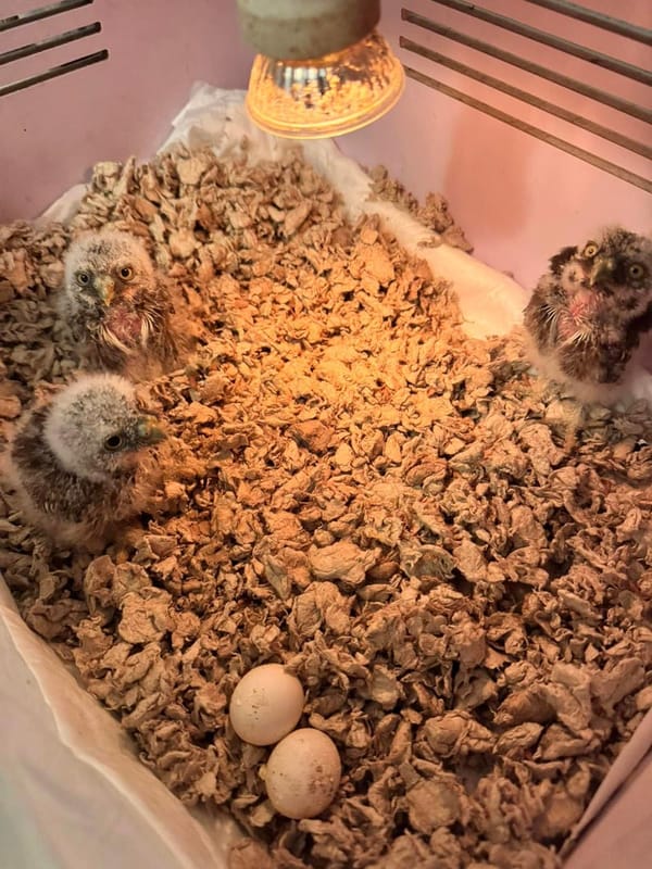 ¡RESCATAN NIDO DE TECOLOTES!