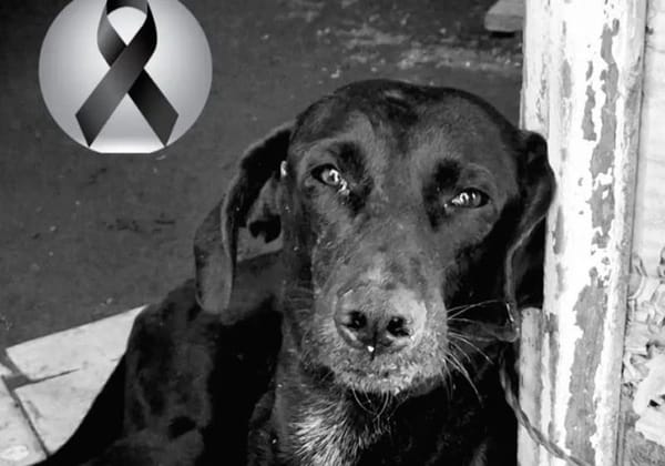 ¡INVESTIGAN CASO NEGRITO!