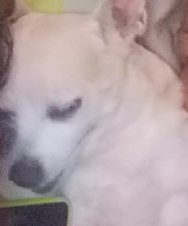 ¡PIDEN QUE LE REGRESEN A “BUDÍN”!