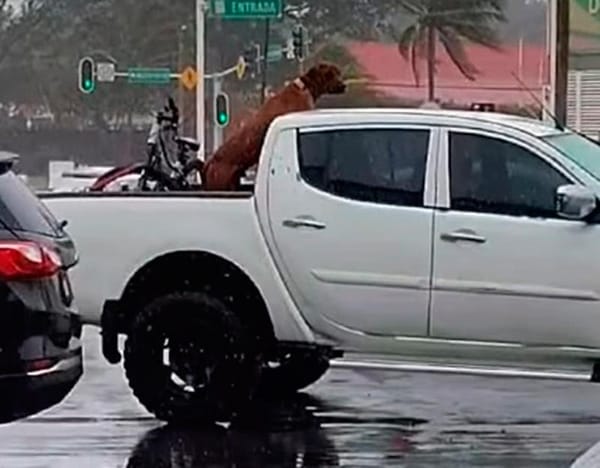 ¡LOMITO SE LA RIFA EN LA BATEA!