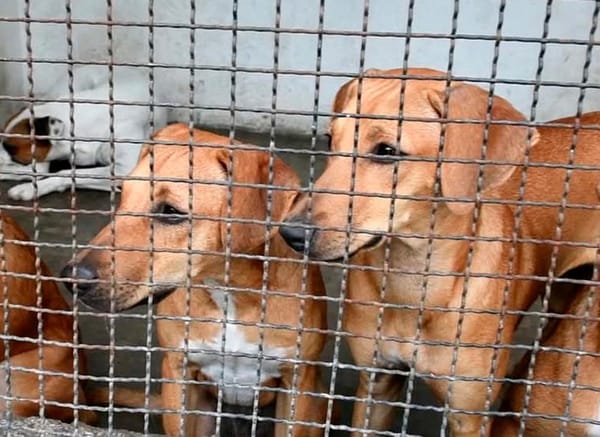¡HUBO PASARELA DE PERRITOS!