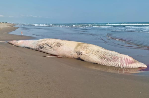 ¡ENCALLA “MONSTRUO”! - *De 12 metros de largo por 5 de ancho *TUXPAN